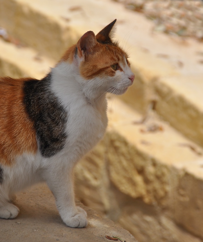 chats à Malte