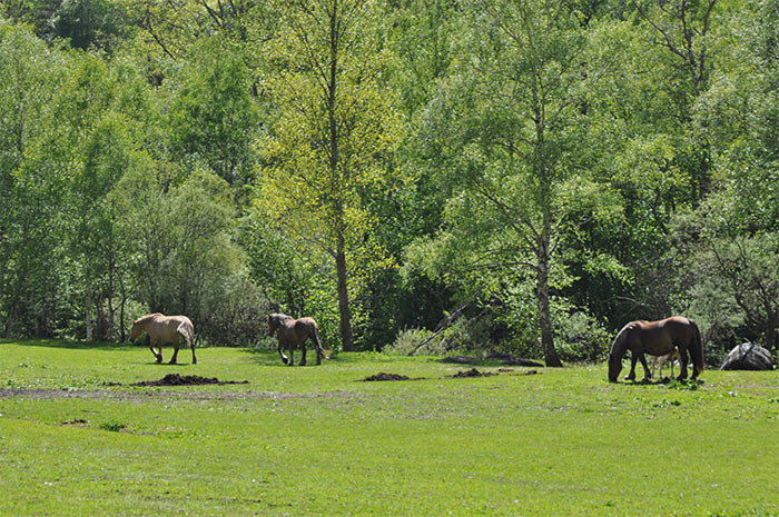 chevaux Andorre