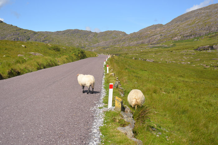 moutons irlande