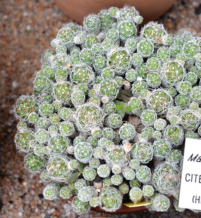 toulouse botanique cactus