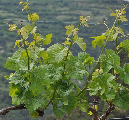 cep vigne