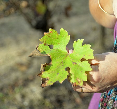 feuille vigne