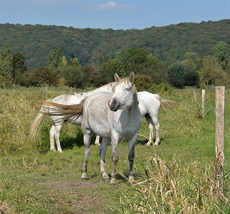 chevaux camargais sentier anguille