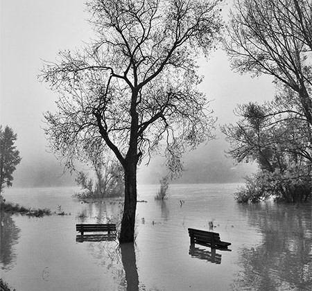 arbres dans l'eau