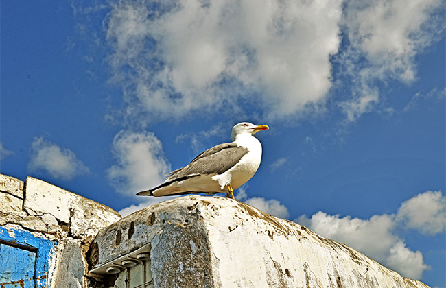 mouette essaouira