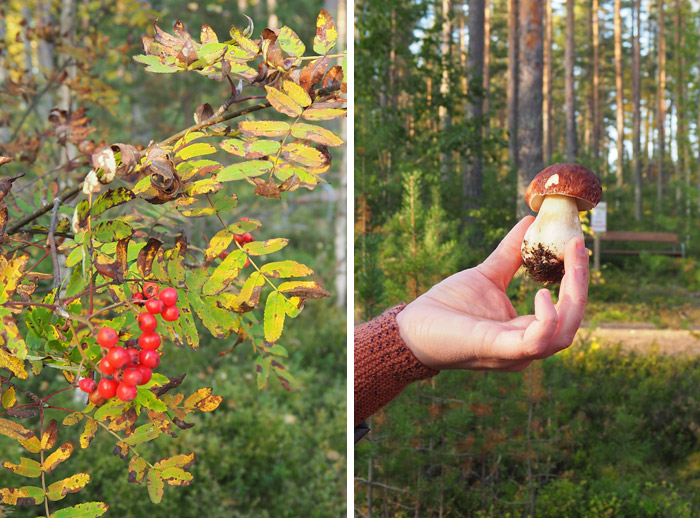 Finlande pick up mushrooms