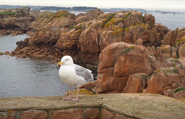 ile brehat bretagne goeland