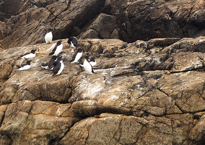 pingouins archipel sept iles perros guirec