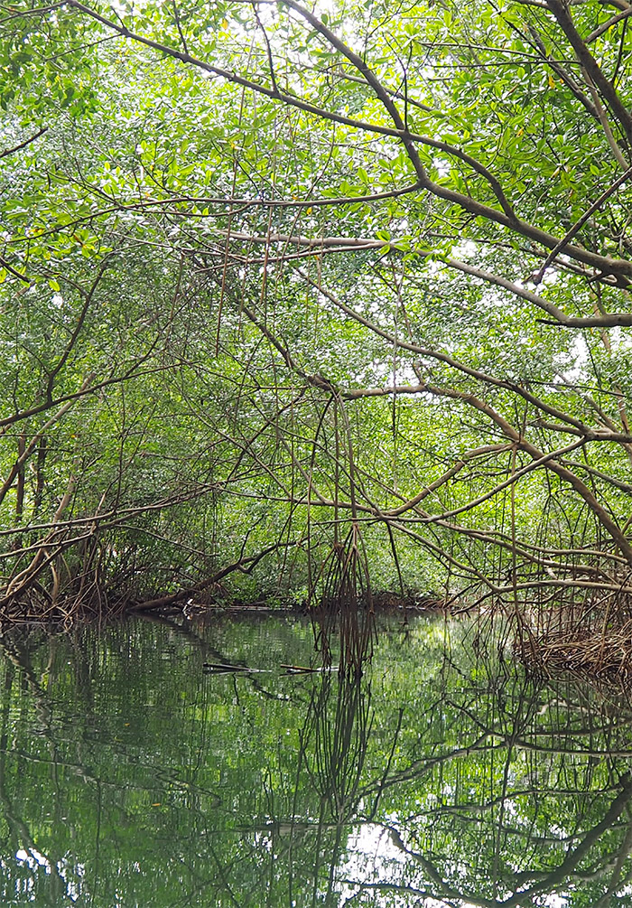 guadeloupe mangrove