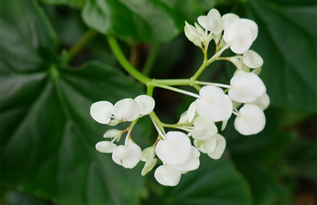 jardins martinique visite fleur