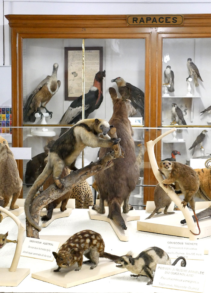 montauban musée histoire naturelle brun