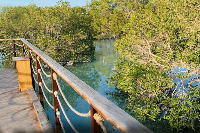 mangrove abou dabi