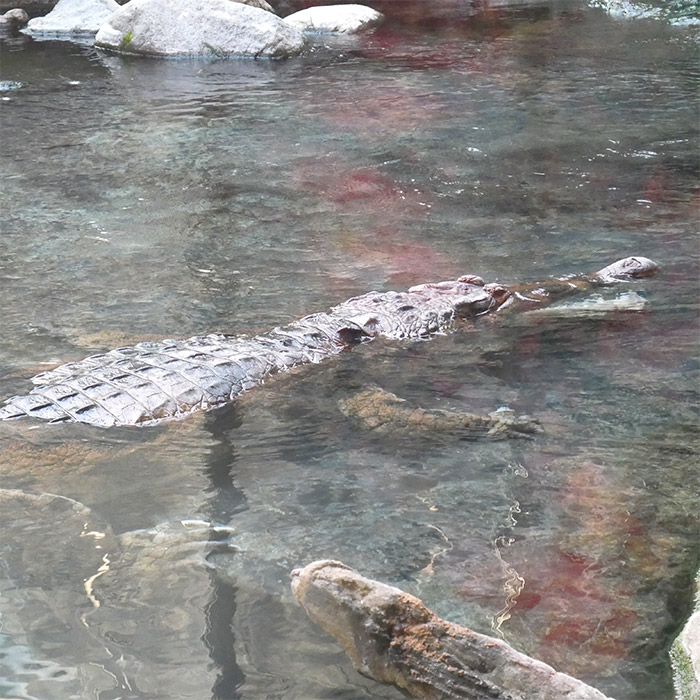 lodz zoo orientarium crocodile