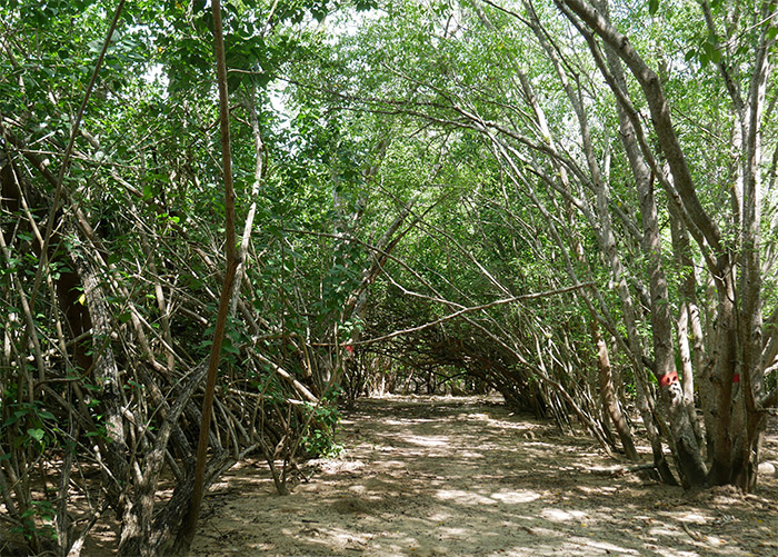 sentier marie galante