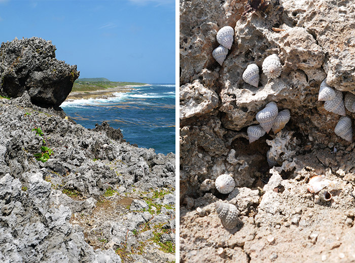 cote rocheuse marie galante