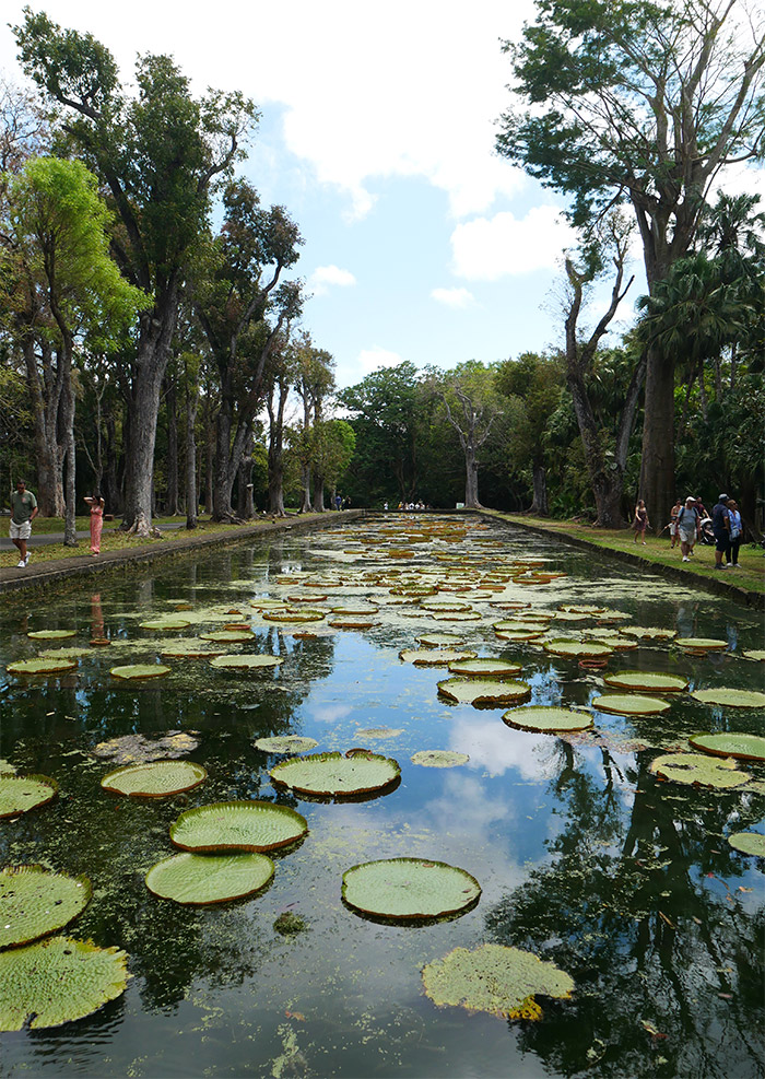 jardin pamplemousses nenuphars ile maurice