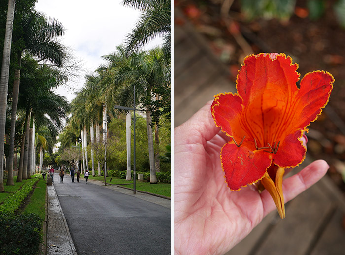parc garcia sanabria santa cruz tenerife
