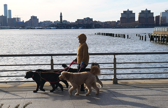 promeneur de chiens à New York