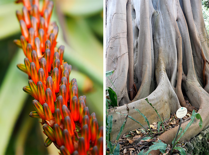 jardin d'acclimatation la orotava tenerife