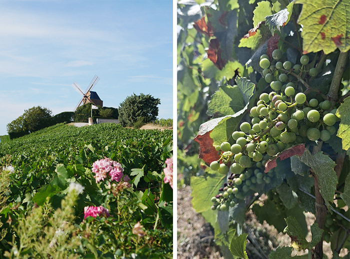 verzenay moulin vignes champagne